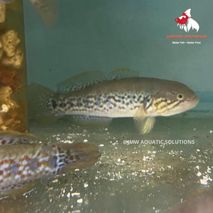 Purple Spot Gudgeon (Local) S-3 (1 ONLY!)