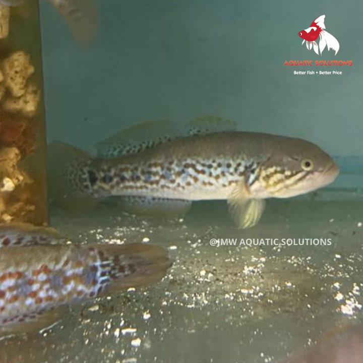 Purple Spot Gudgeon (Local) SD-13 (Show!) (2 ONLY!)