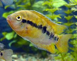 Rainbow Cichlid (Local) M-5