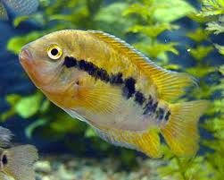 Rainbow Cichlid (Local) Bulk+20 M-5