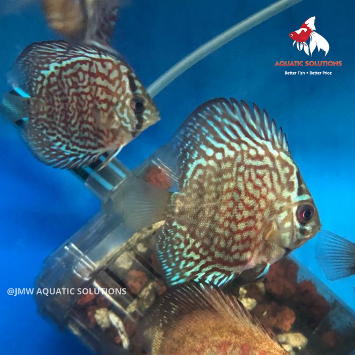 Discus - Thailand Red Coat ML-7