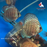 Discus - Thailand Rainbow L-9 (1 ONLY!)