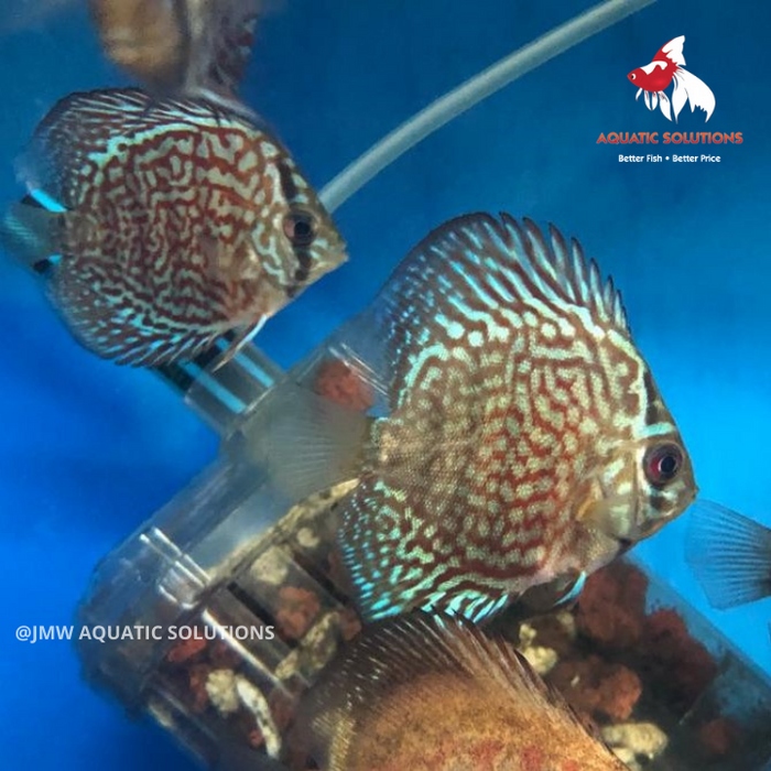 Discus - Thailand Rainbow L-9 (1 ONLY!)