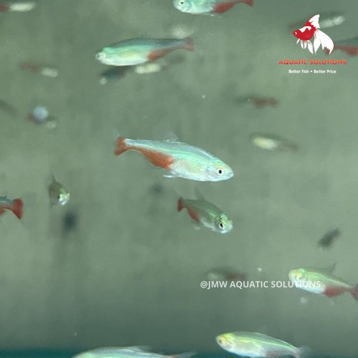 Red Belly Tetra (Rathbuni) M 2.5-3