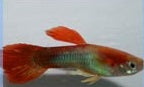 Red Blonde Guppy - Female M-4