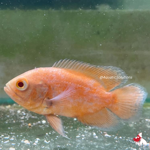 Red Chilli Oscar L-7.5 (Nice!)