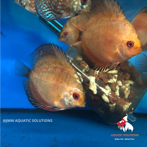 Discus - Thailand Red Dragon L-9 (Show!) (2 ONLY!)