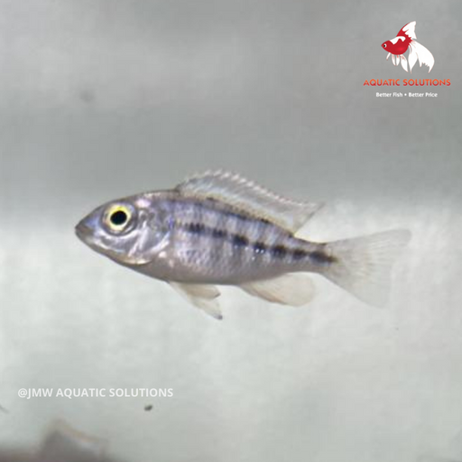 Red Empress (Local) L-8 (Limited Numbers!)