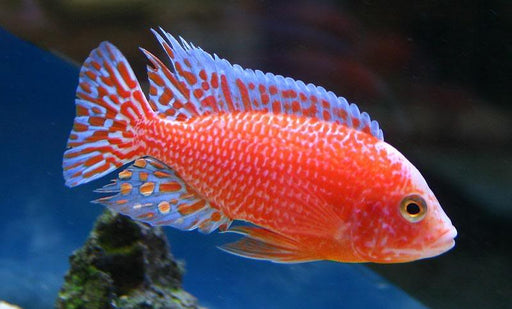 Red Fire Peacock M+6 (Nice!)