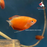 Honey Gourami - Red M-4