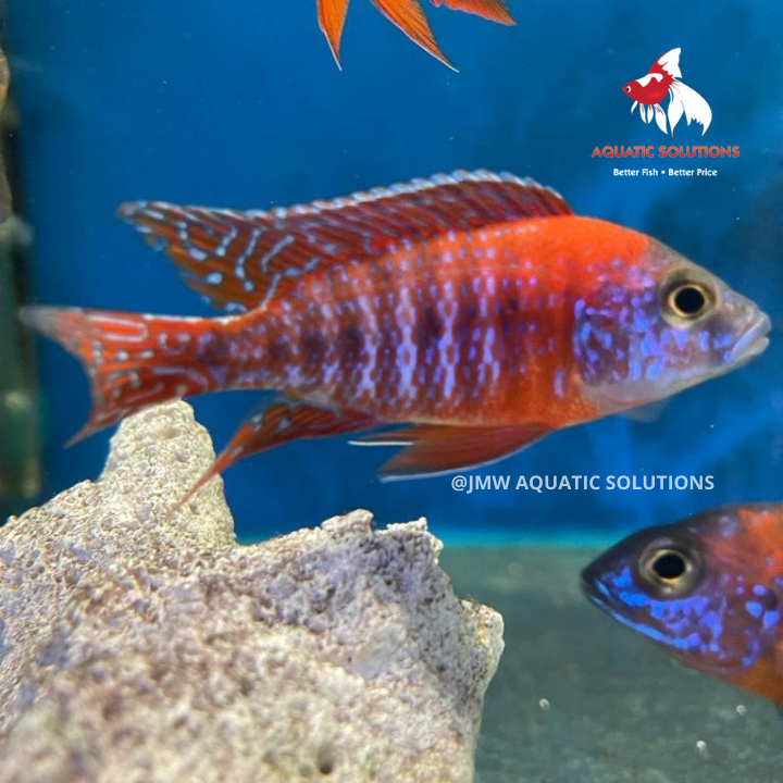 Red Peacock L-9 (Show!)