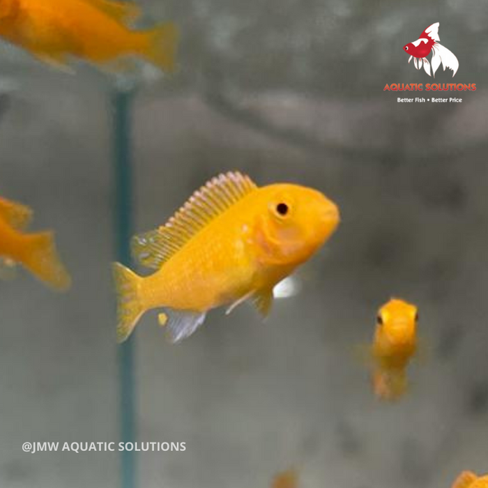 Seconds Ps. zebra Cichlid - Red 'Pulu Point' (Local) SS-3 (Cute!) (1 ONLY!)