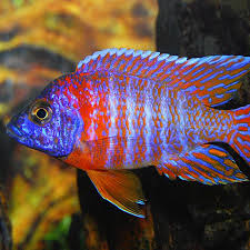 Red Side Peacock (Import) S-4