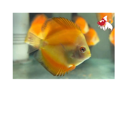 Discus - Red Melon (Local) M-6