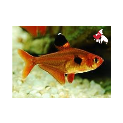 Phantom Tetra - Red Bulk 100+ ML-3.5