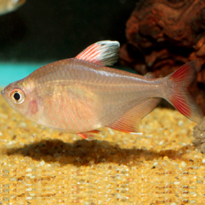 Rosy Tetra (Local) ML-3.5 (Nice!)