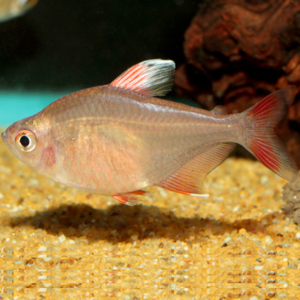 Rosy Tetra (Local) ML 3-3.5 (Nice!)