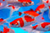 Comet - Red & White (Local) L-10