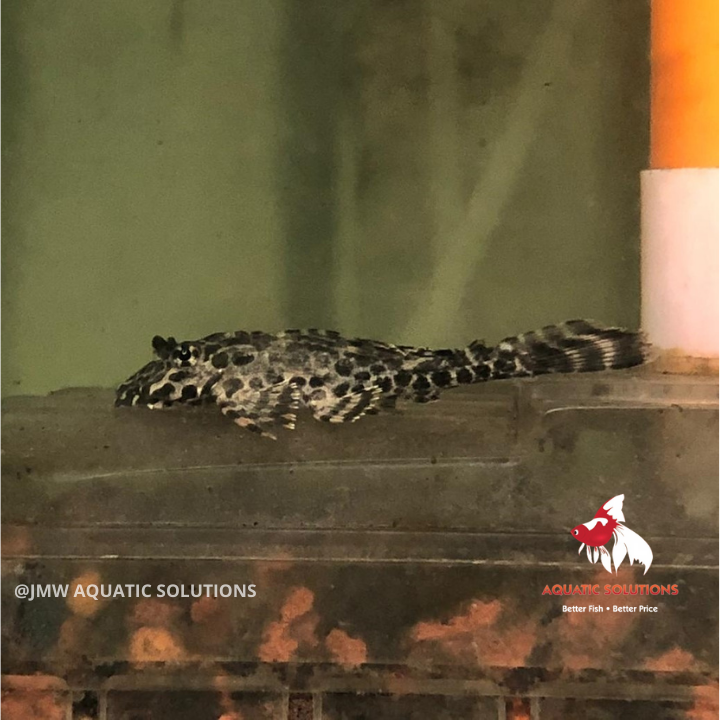 Plecostomus - Sailfin L165/L083 (Local) XL-12 (1 ONLY!)