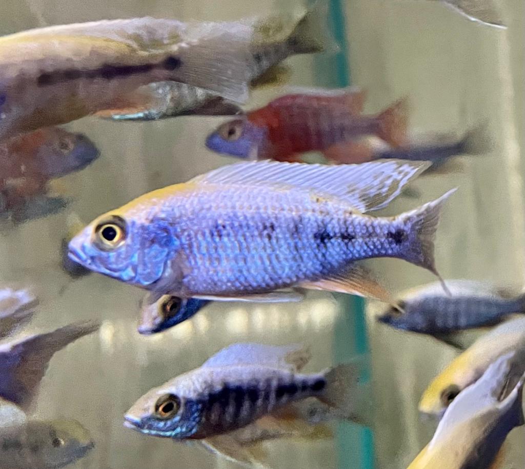 Sulphur Crest Peacock (Import) Bulk 50+ M-5