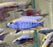 Sulphur Crest Peacock (Import) Bulk 50+ M-5