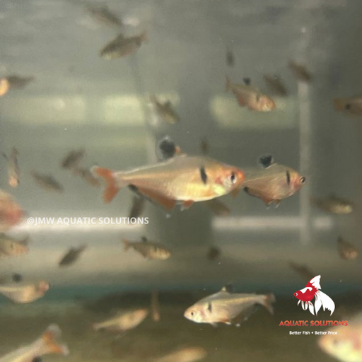 Serpae Tetra Bulk 100+ ML-4
