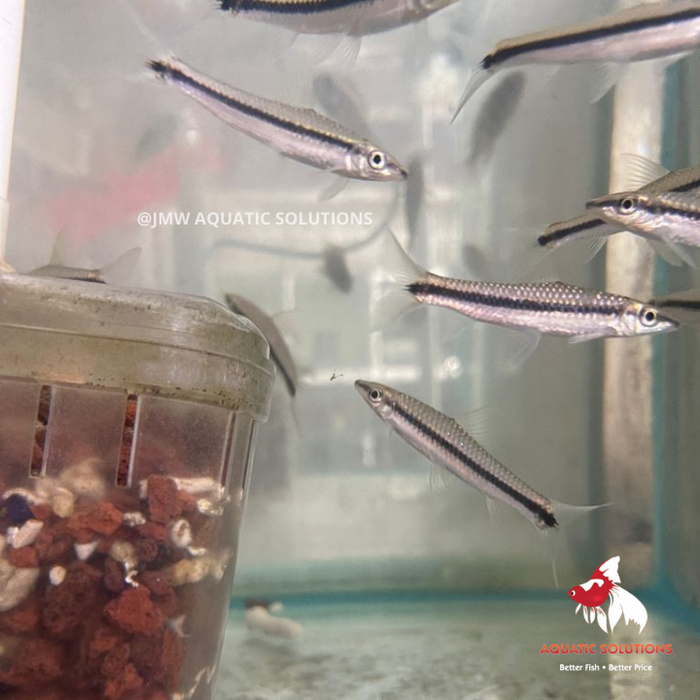 Flying Fox - Silver (True) (Siamensis) SS-4 (2 ONLY!)