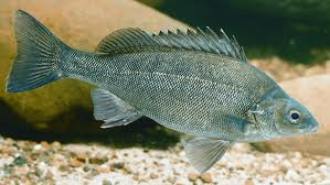 Silver Perch (Local) L-7 (1 ONLY!)