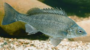 Silver Perch (Local) Bulk 50+ M-5