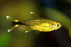 Silver Tip Tetra M 2-3