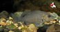 Sooty Grunter (Local) SD-20 (1 ONLY!) ONLINE SPECIAL EXCLUSIVE!