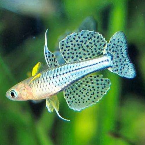 Blue Eyes - Spotted (Etty Bay morph) (Local) ML-3.5 (Show!)