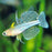 Blue Eyes - Spotted (Etty Bay morph) (Local) S-2 (Nice!)