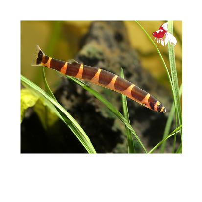 Kuhli Loach - Striped M-5