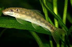 Sucking Catfish S-4 SPECIALS!