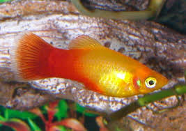 Sunset Platy  (Import) M 3-3.5