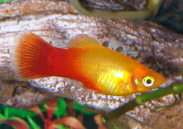 Sunset Platy  (Local) M-3.5