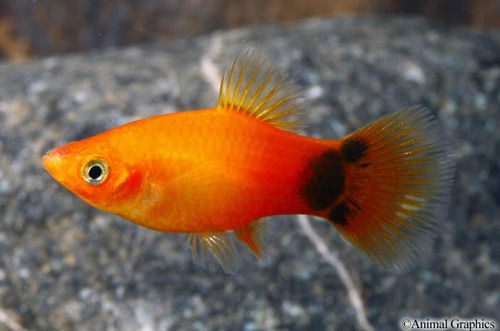 Mickey Mouse Platy - Sunset (Local) ML 4-5