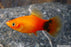 Mickey Mouse Platy - Sunset (Local) L 5-6