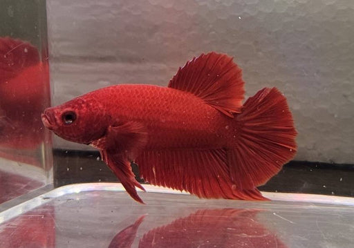 Half Moon - S/F Super Red (SR) M-4.5