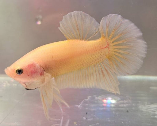 Half Moon - S/F Super Yellow (SY) M-4.5