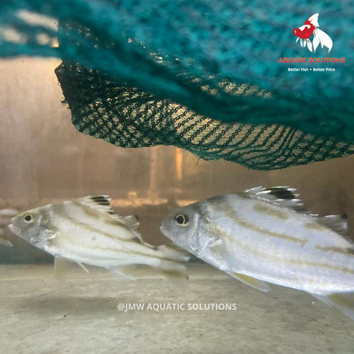 Targetfish (Terapon Jarbua) SS-3 (Cute!) (1 ONLY!)