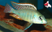 Otopharynx tetrastigma (Local) M-5 (2 ONLY!)