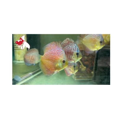 Discus - Thailand Snakeskin ML-7