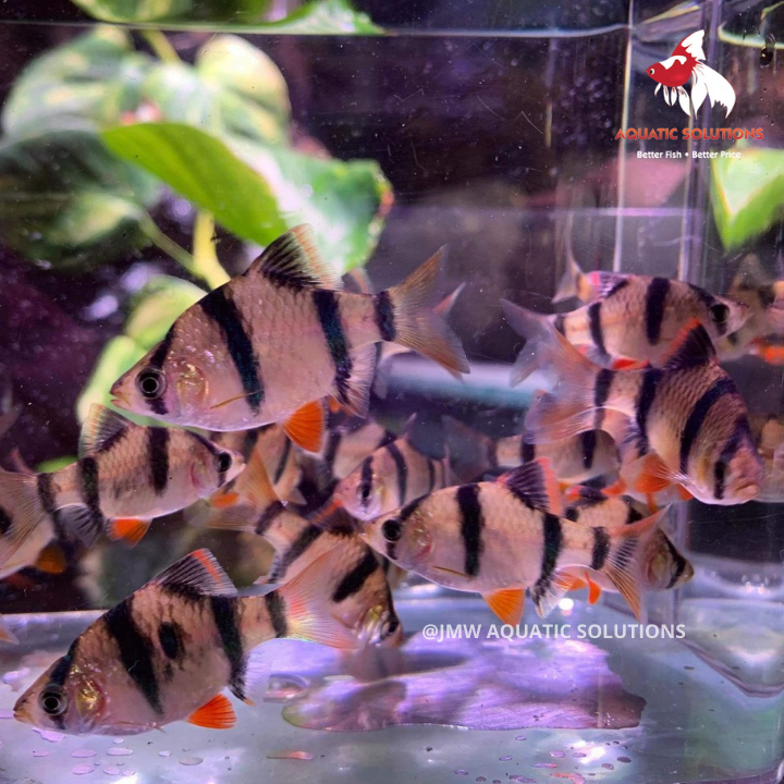 Tiger Barb (Import) ML-4