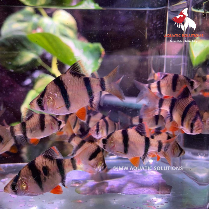 Tiger Barb (Local) S-2 (Cute!)