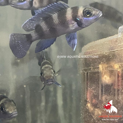 Neo. tretocephalus (Local) M-5