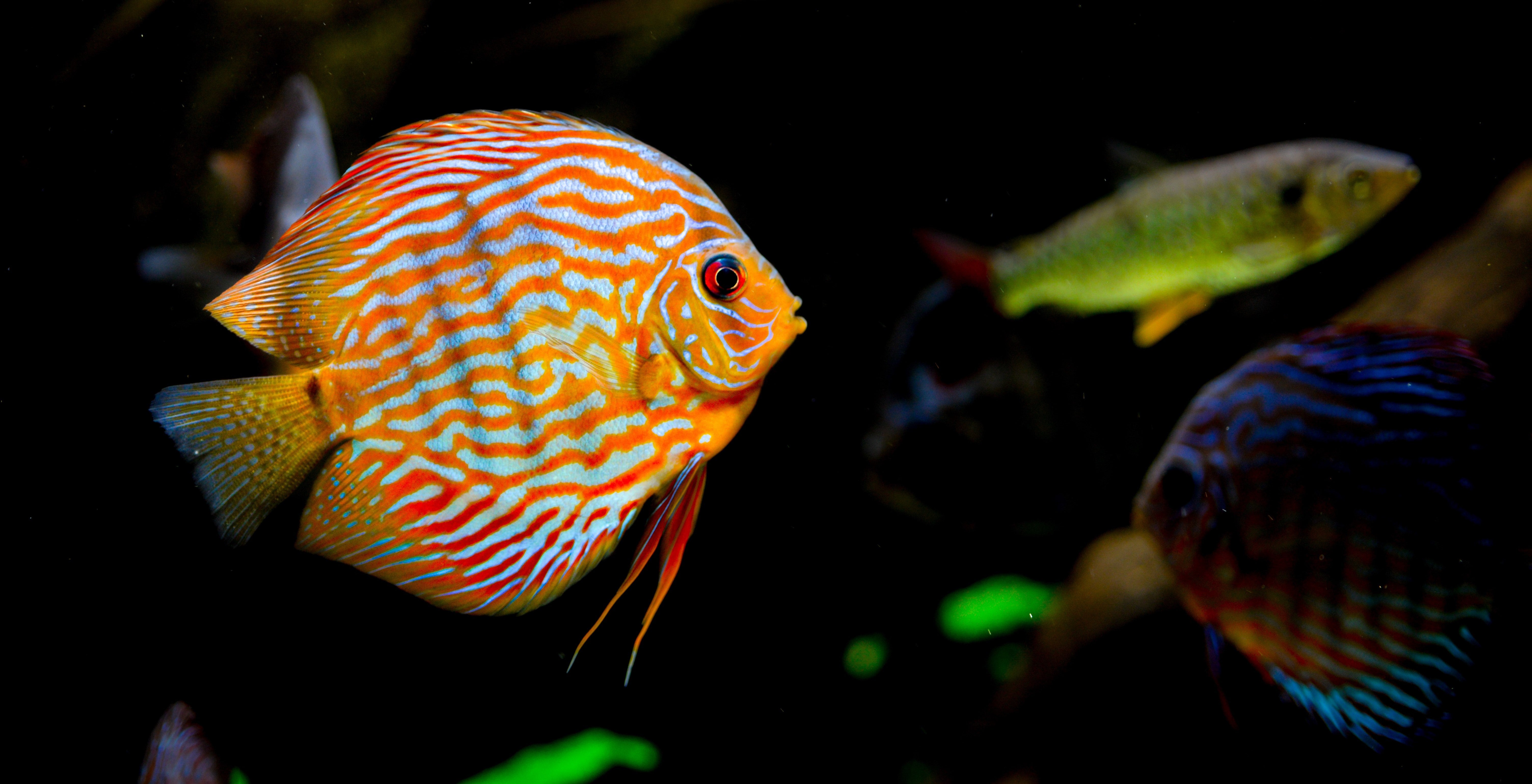 Aquatic Solutions | Wholesale Ornamental Fish and Aquarium Supplier ...