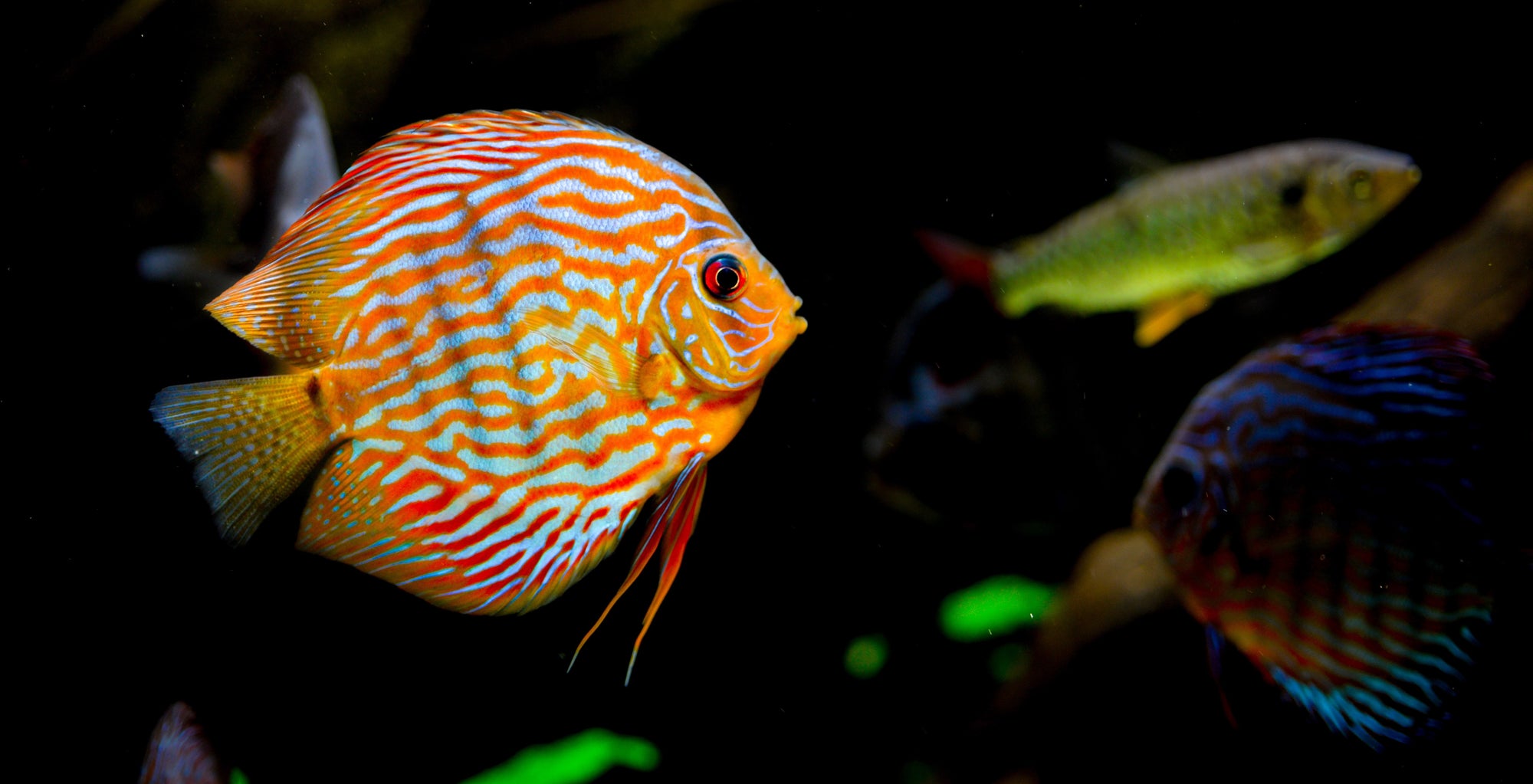 fish world ทดลองเล่น