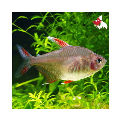 White Fin Ornate Tetra ML 3-4